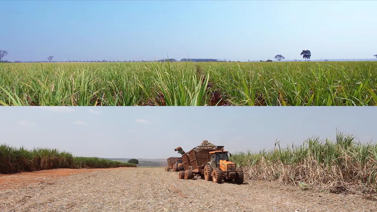 巴西圣保罗乡村甘蔗种植园的机械化收割视频素材