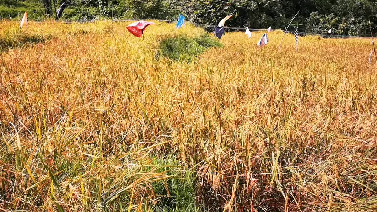 美丽的乡村，有稻田，山脉和树木视频素材