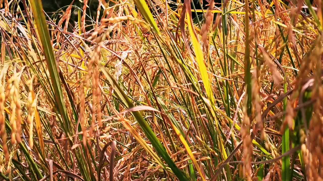 美丽的乡村，有稻田，山脉和树木视频素材