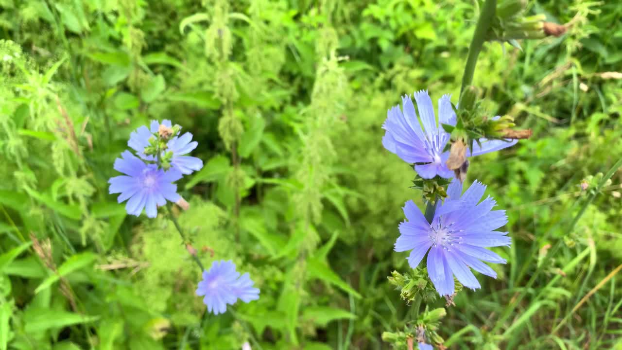 蓝菊苣花在田间盛开。风吹花动视频素材