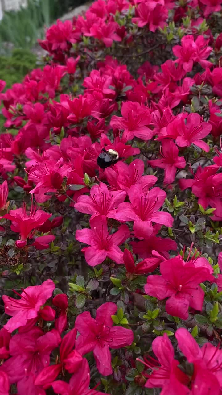 蜜蜂在花丛中的视频视频下载