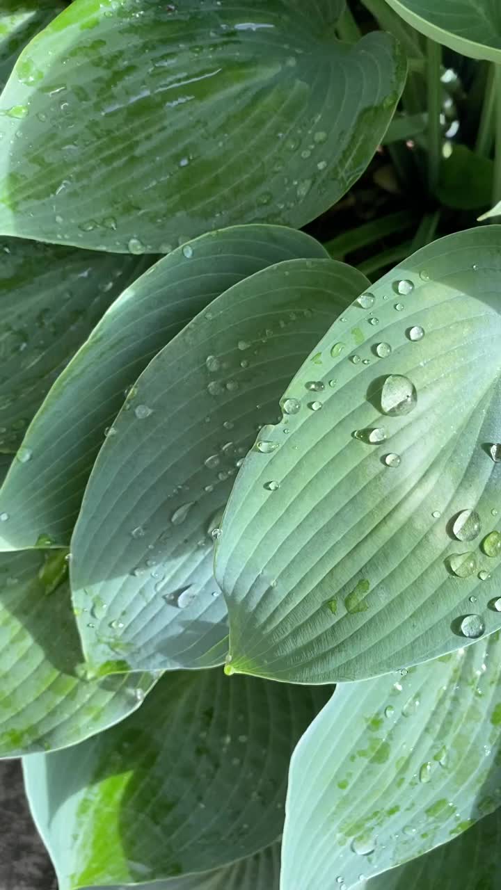 地面绿色植物视频下载