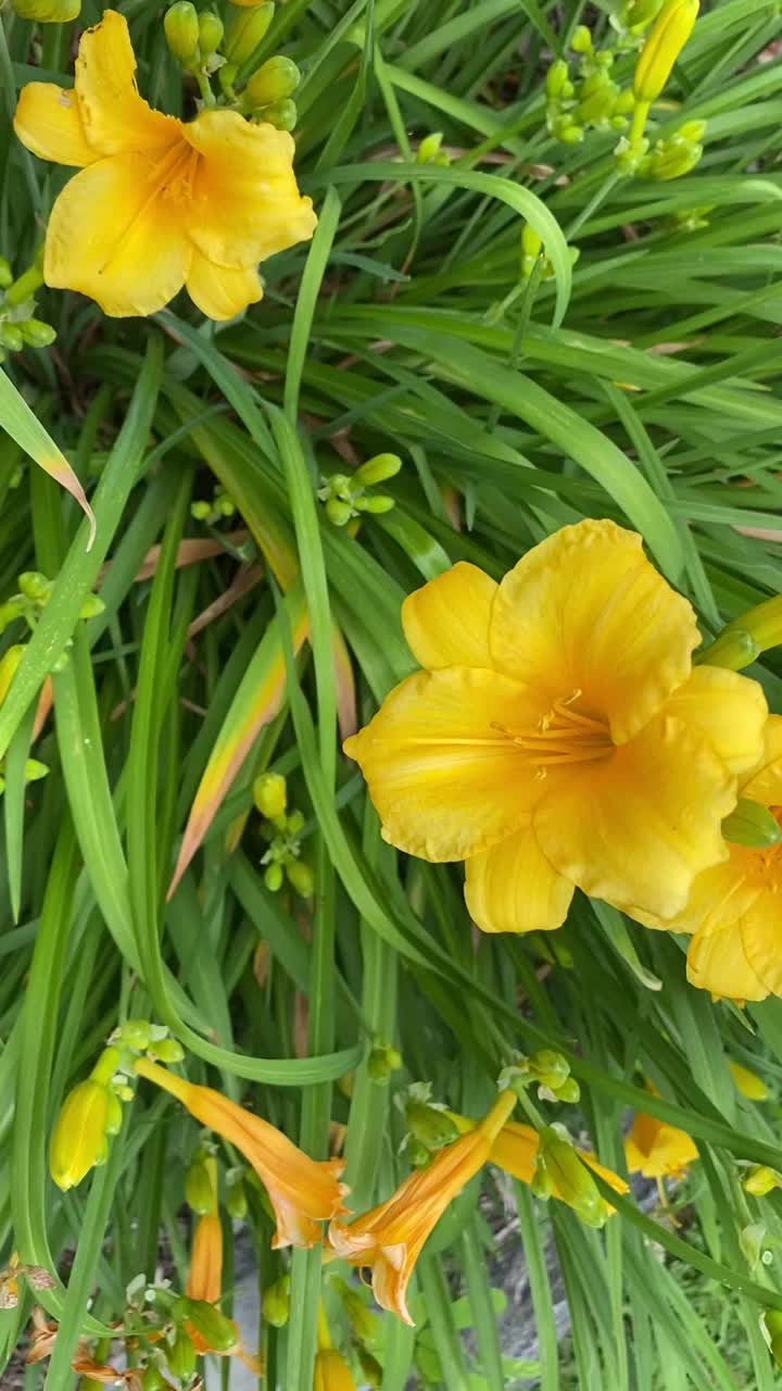 黄色花朵和花蕾的视频。视频下载