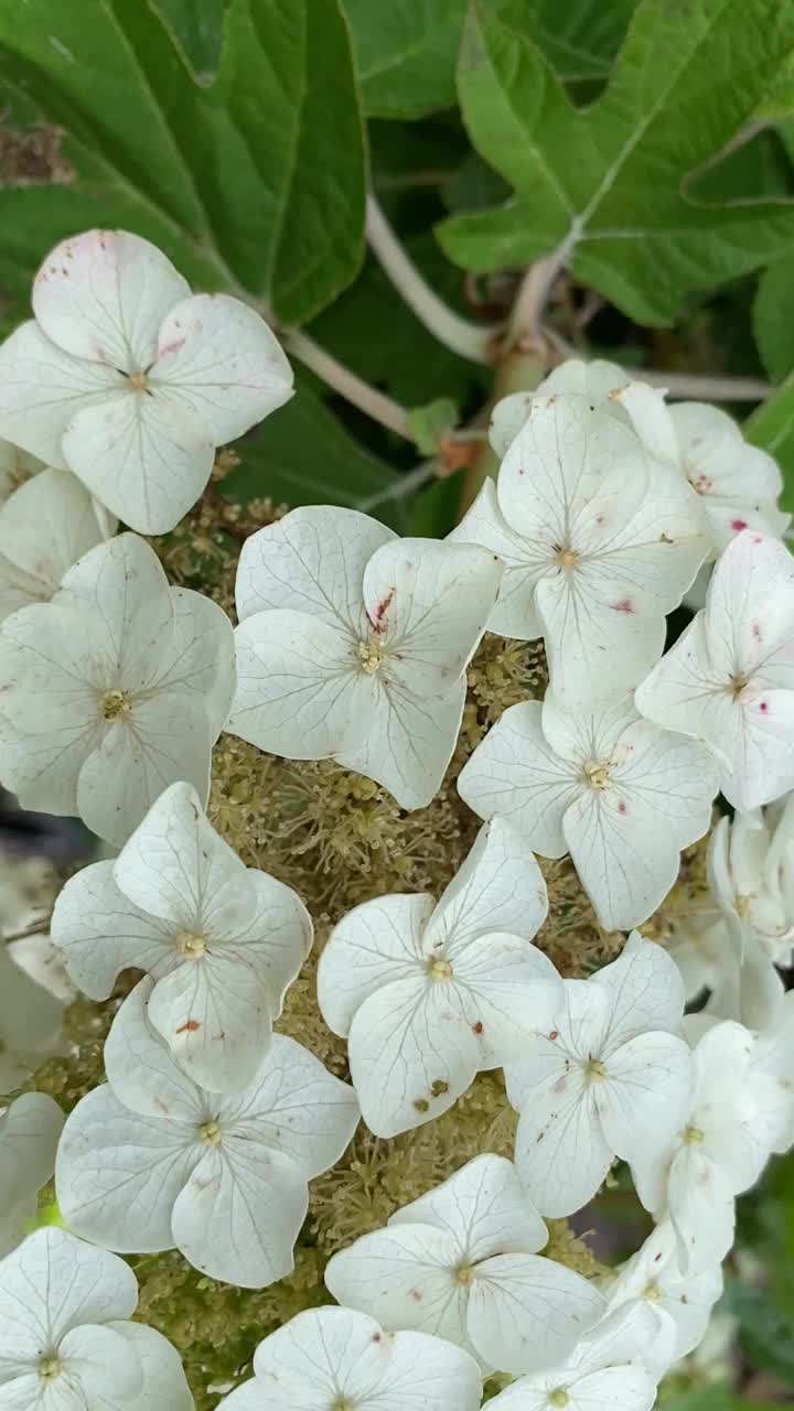 白花在灌木上的视频。视频下载