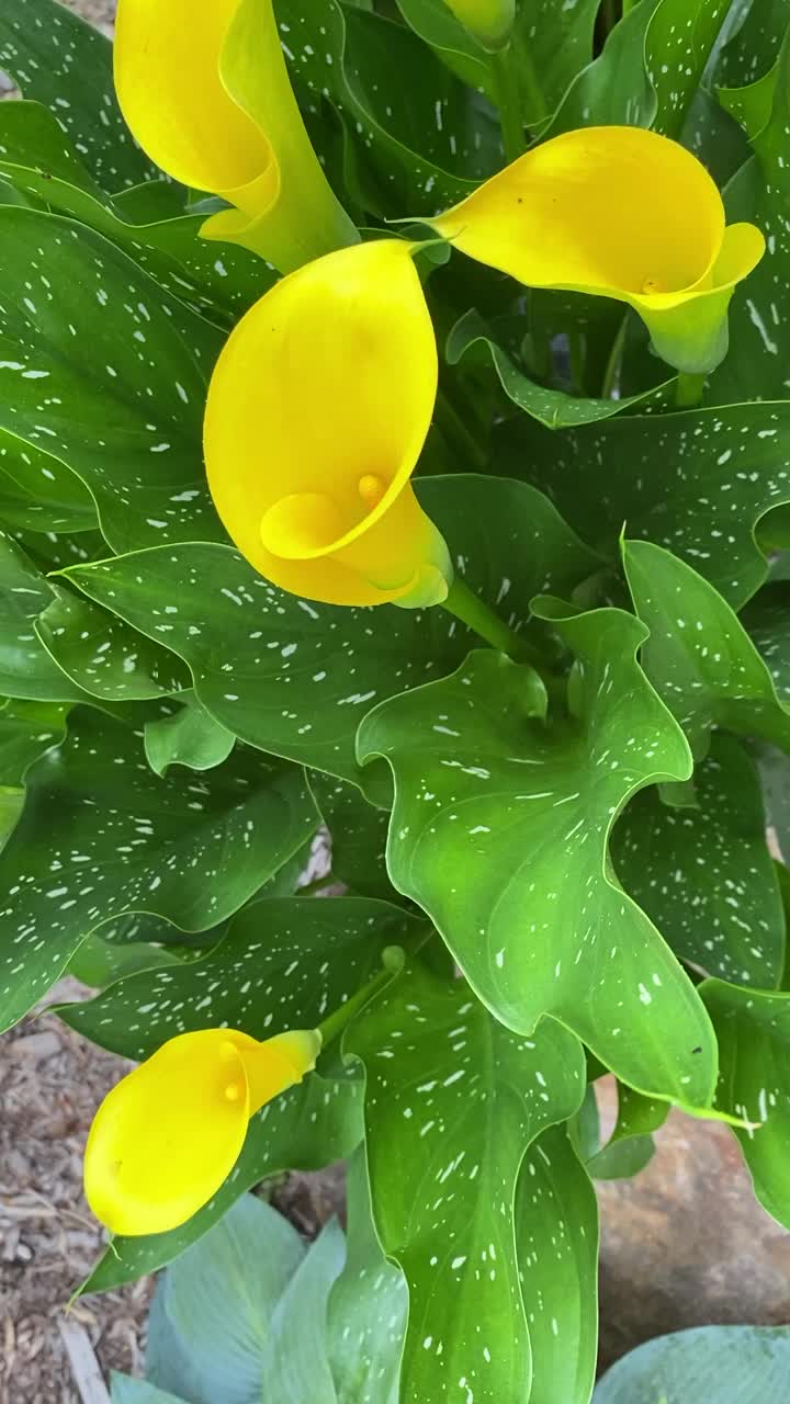 马蹄莲植物的视频。视频素材