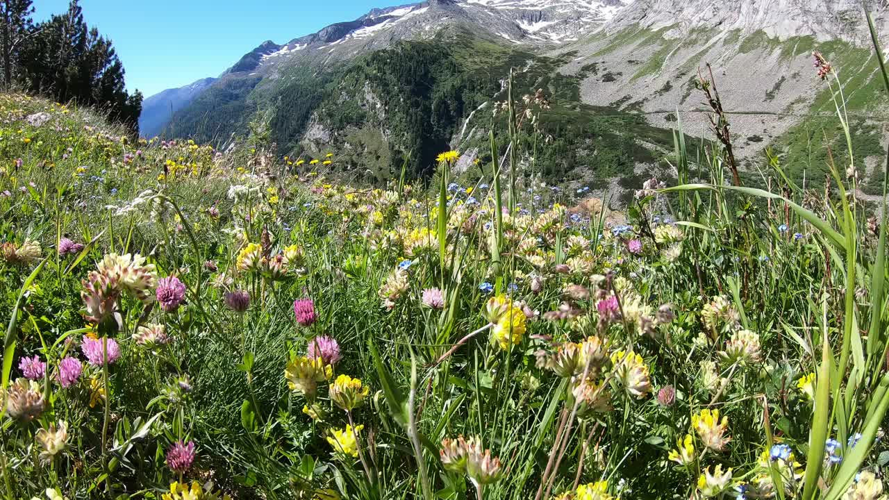 奥地利卡林西亚的科尔布莱茵大坝旁的野花草地。大坝被高山环绕着。陡峭的斜坡。山谷底部有一个长湖。自然能源视频素材