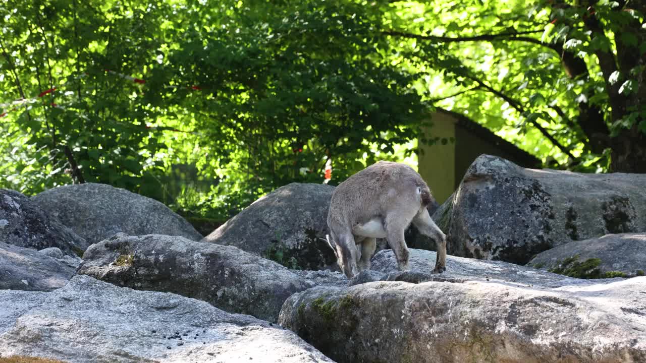 坐在岩石上的公山野山羊视频素材