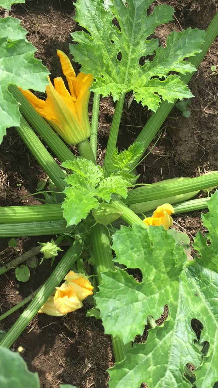 硕大的南瓜丛上开着花，树叶随风飘动视频下载