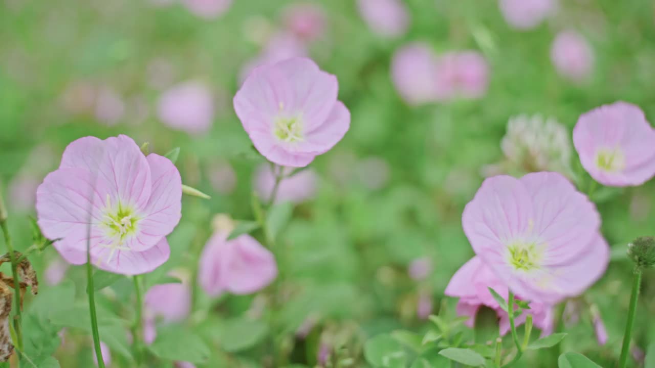 场旋花类视频素材