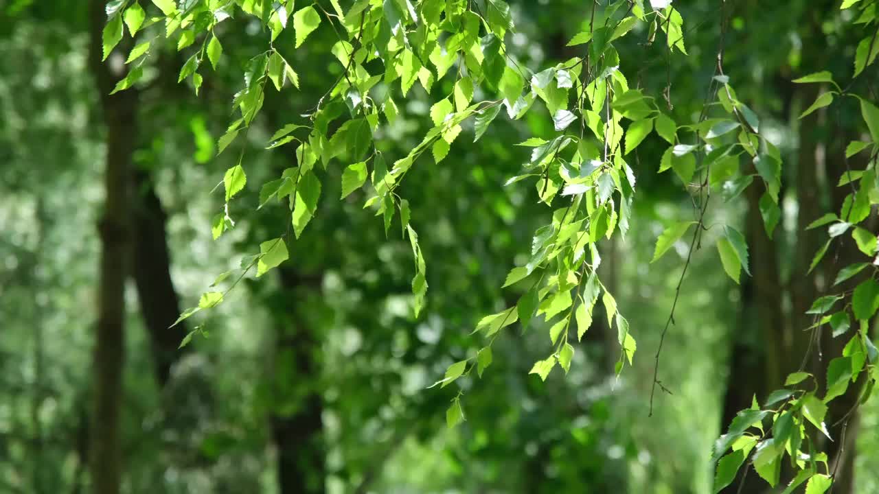 夏日阳光明媚，公园里视频素材