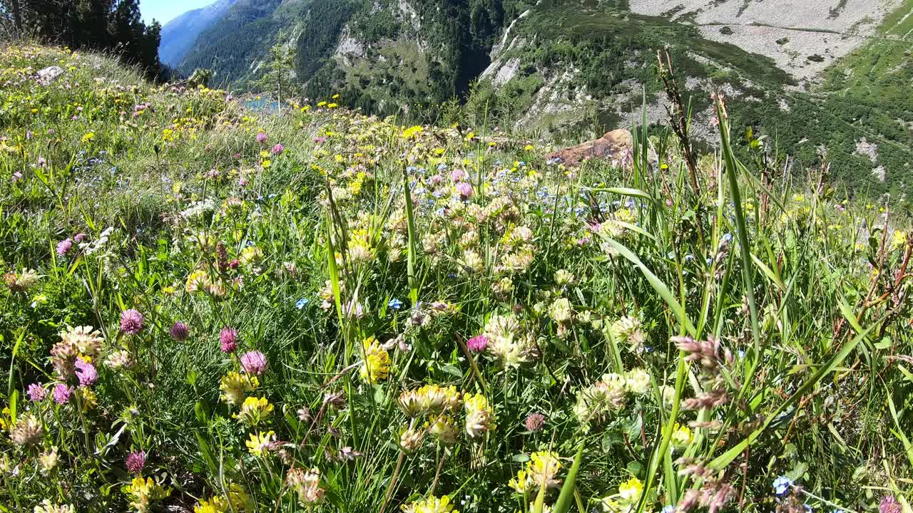 奥地利卡林西亚的科尔布莱茵大坝旁的野花草地。大坝被高山环绕着。陡峭的斜坡。山谷底部有一个长湖。自然能源视频素材