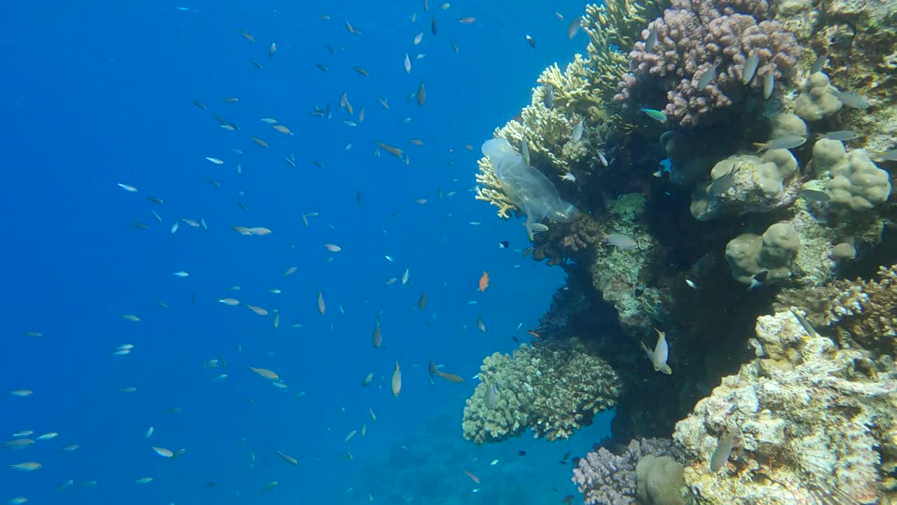 透明的塑料袋上挂着美丽的珊瑚礁，热带鱼在附近游动。海洋的塑料污染。阿拉伯黄铬(Chromis flavaxilla)的塑料袋和学校视频素材