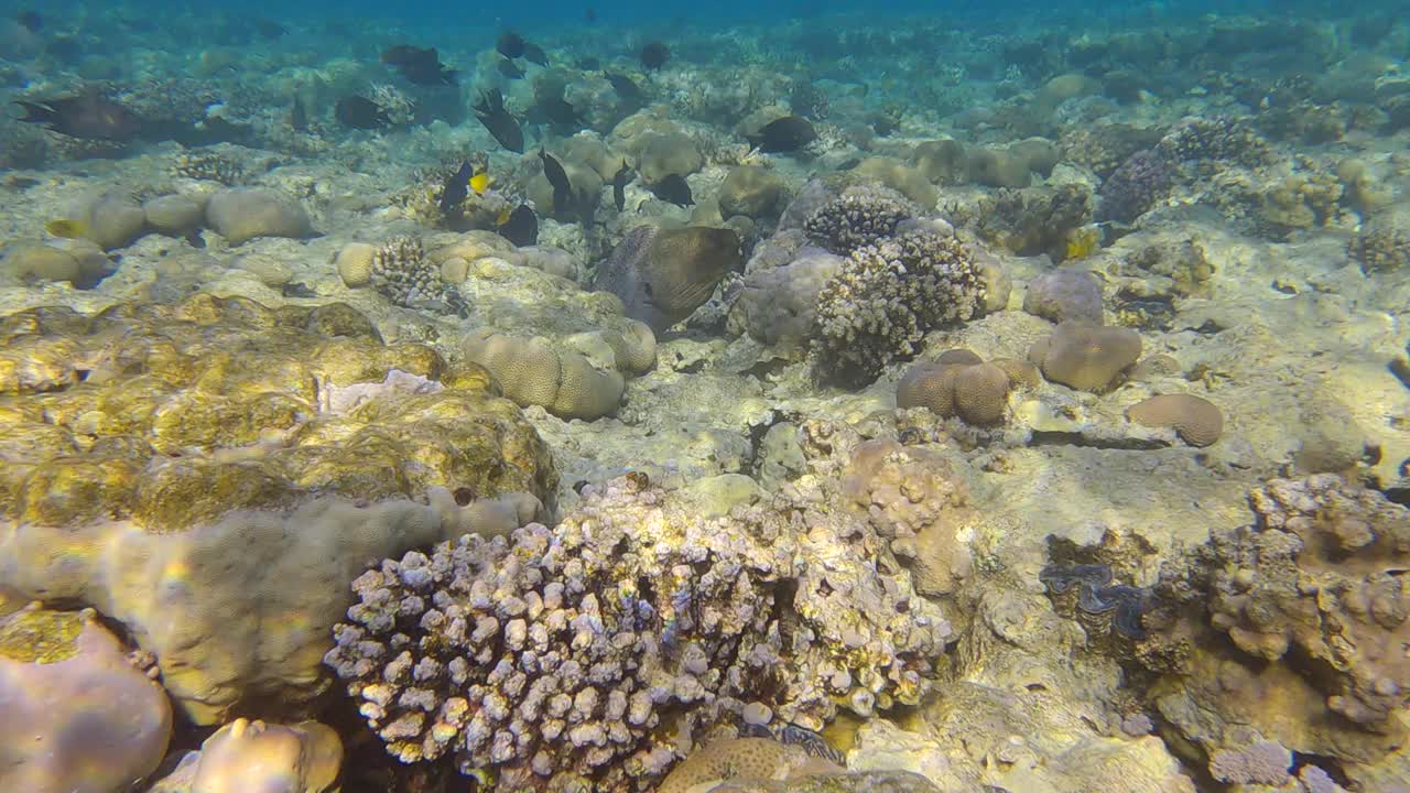 海鳗在早晨的阳光下窥视珊瑚礁。巨海鳗(Gymnothorax javanicus)慢动作视频素材