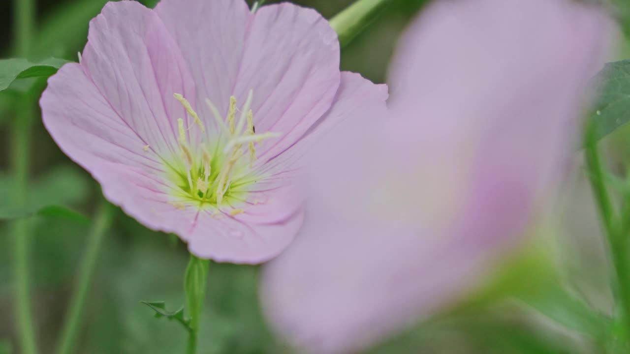 场旋花类视频素材