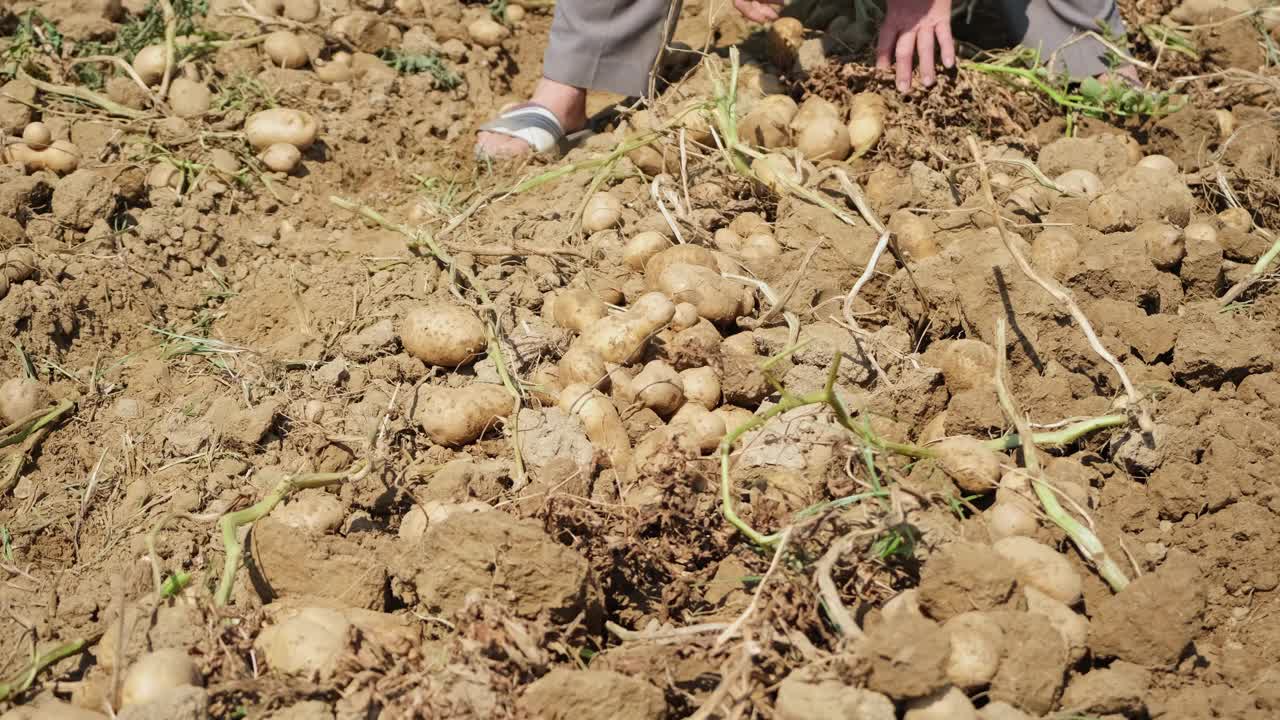 摘土豆的农场工人。土豆收获了采摘新鲜有机土豆的农民视频素材