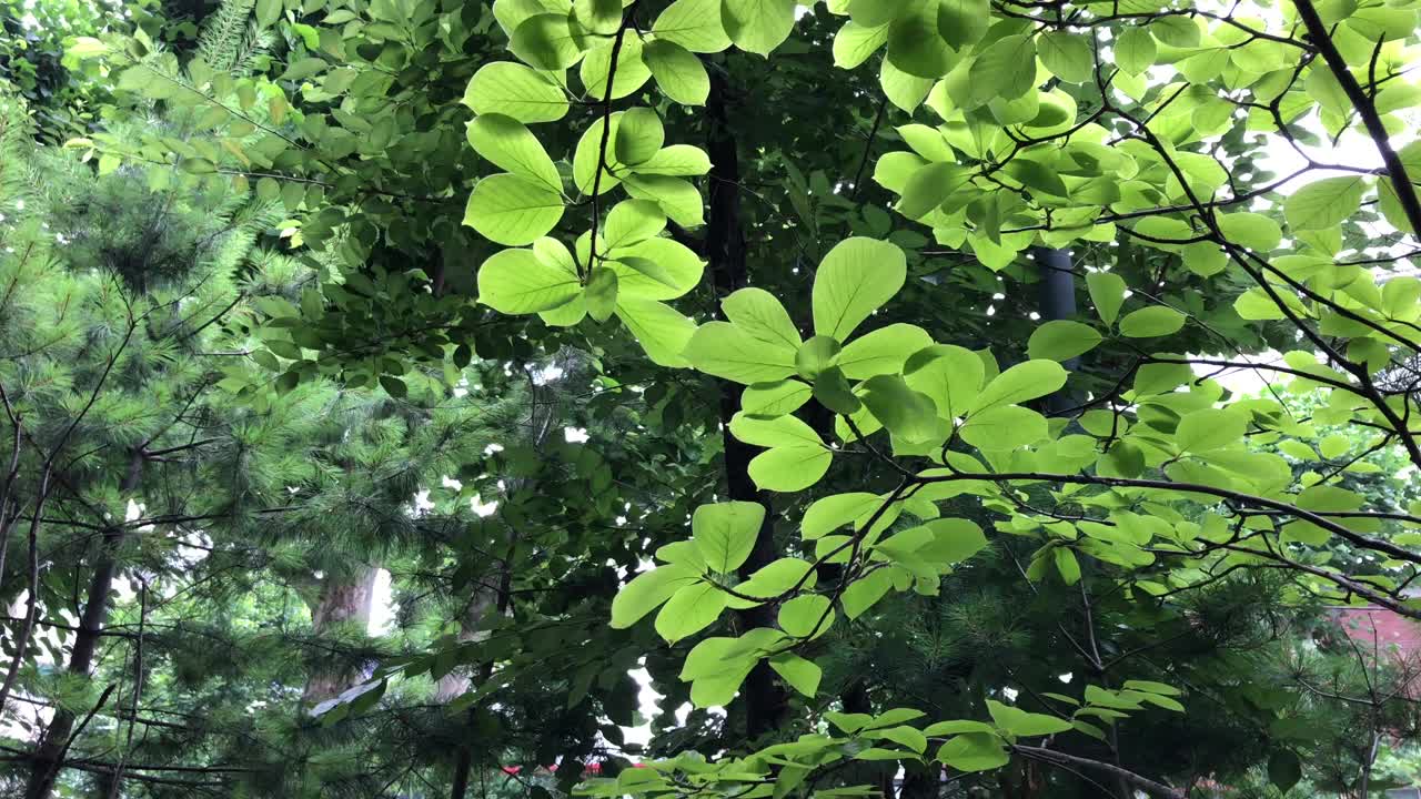 绿叶在风中摇曳视频素材