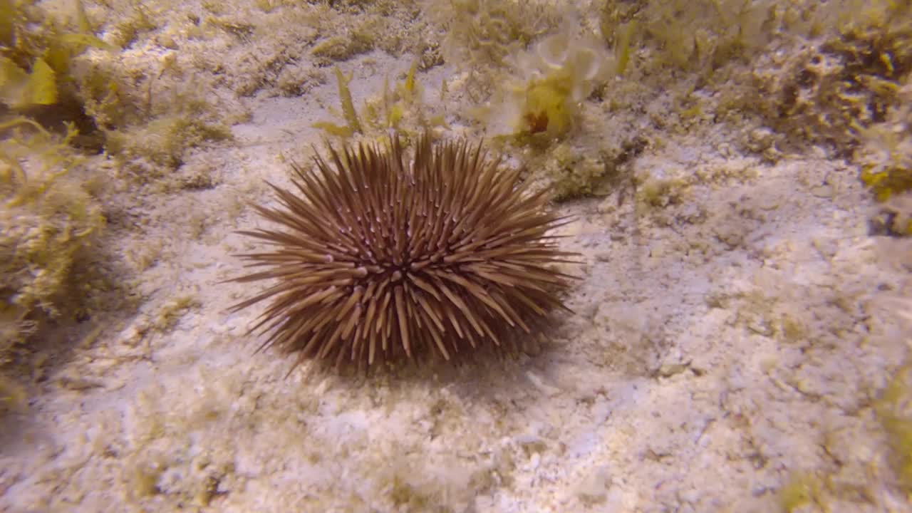 在珊瑚上爬行的海胆。钻洞海胆或钻岩海胆视频素材