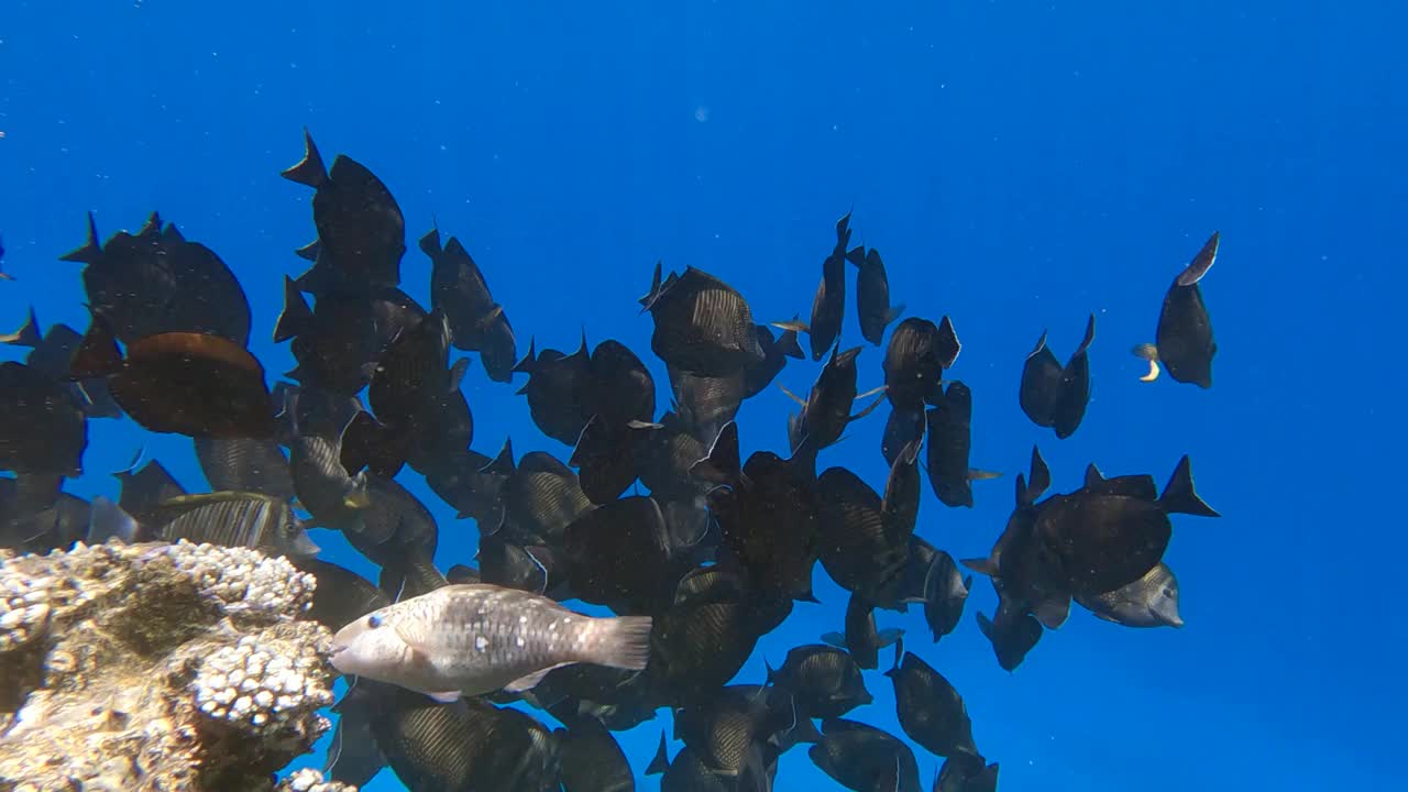 一群热带鱼Sailfin Tang在蓝色的海水中沐浴着阳光。海洋中的水下生物。缓慢的运动。视频素材