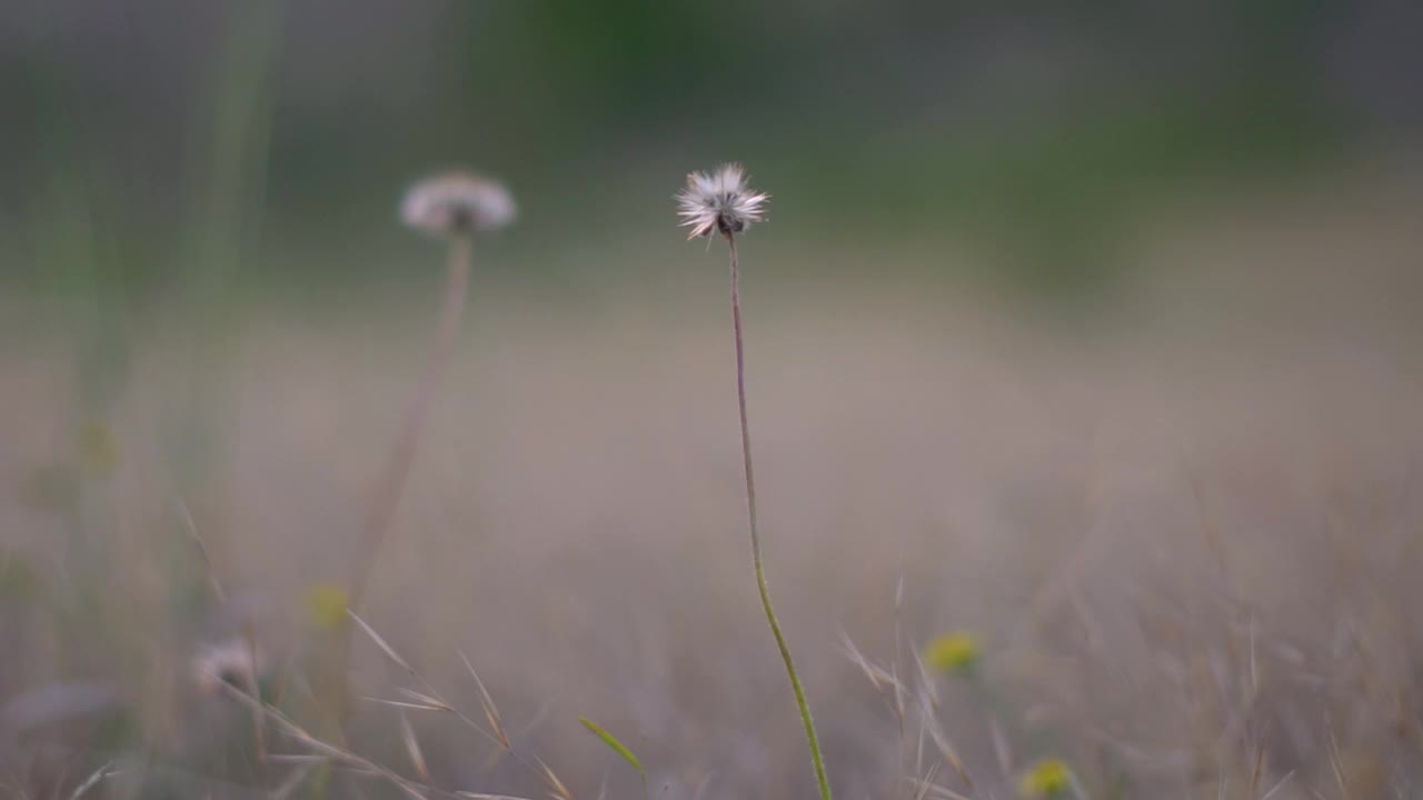 陆地上草的特写镜头视频素材