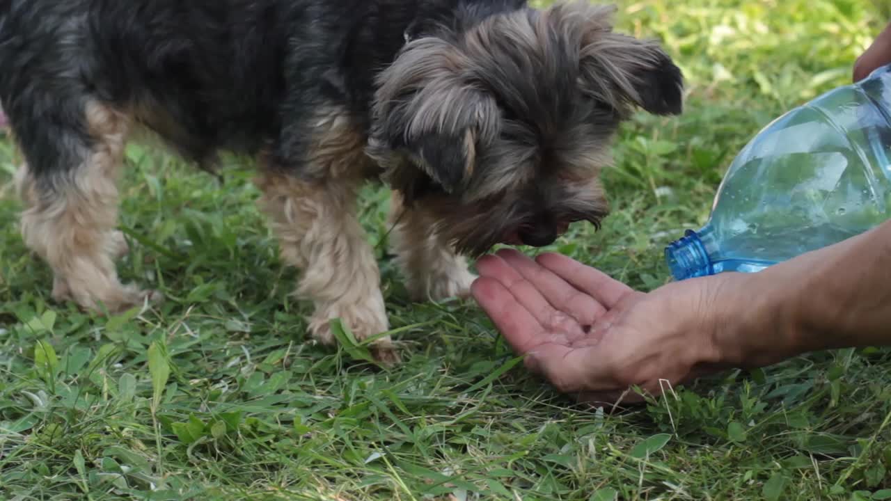 约克郡犬从他手里喝水视频素材