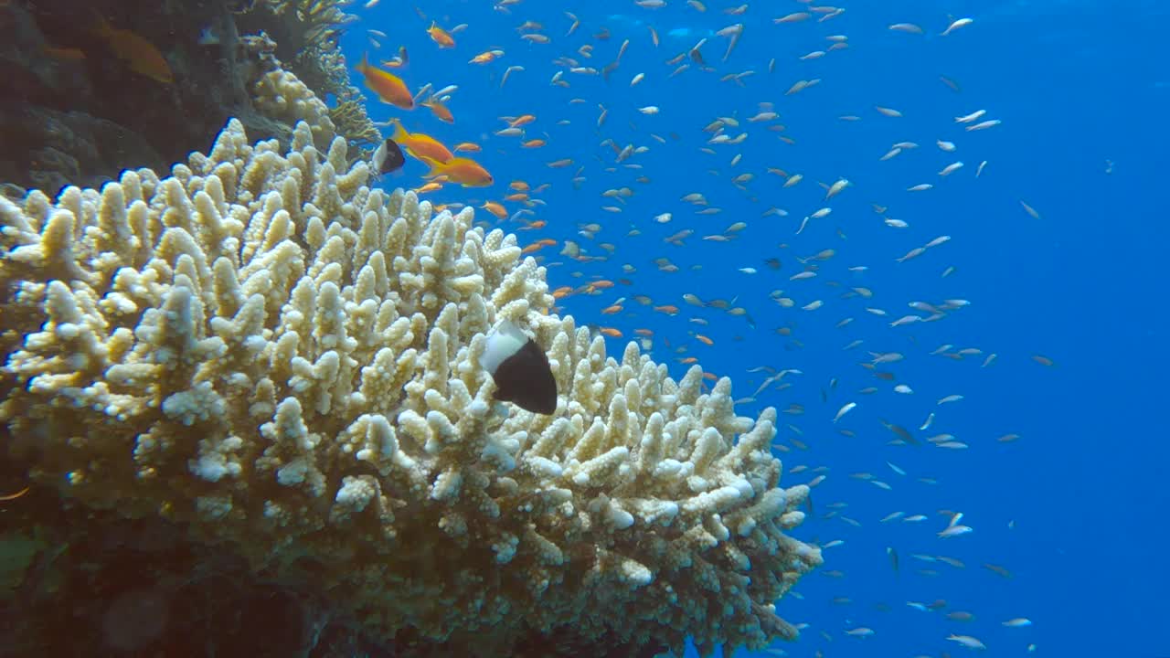 色彩斑斓的热带鱼在美丽的珊瑚礁附近游泳。阿拉伯黄颡鱼(Chromis flavaxilla)，白颡鱼(Pseudanthias squamipinnis)黑面鹰(paracirrites forsteri)视频素材