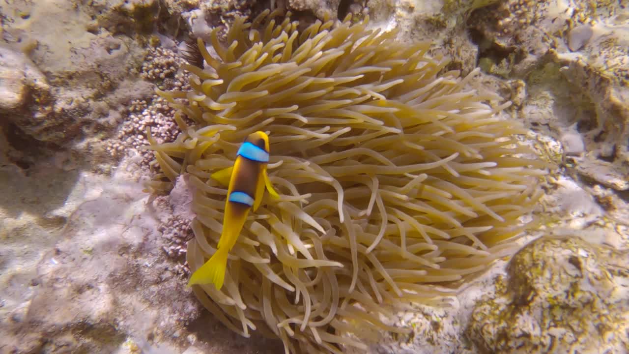 小丑鱼在海葵。红海海葵鱼或三带海葵鱼视频素材