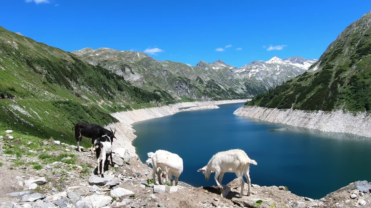 几只山羊在奥地利卡林西亚Koelnbrein大坝的人工湖岸边玩耍。大坝被高山积雪覆盖的山峰包围着。这个湖是深蓝色的。自然能源视频素材