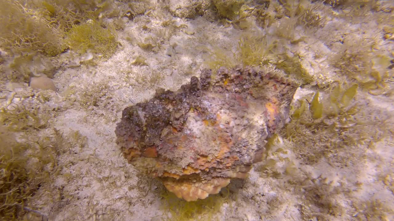 石头鱼在阳光下慢慢地游过沙质海床上的海藻。礁石鱼(Synanceia verrucosa)。慢动作视频素材