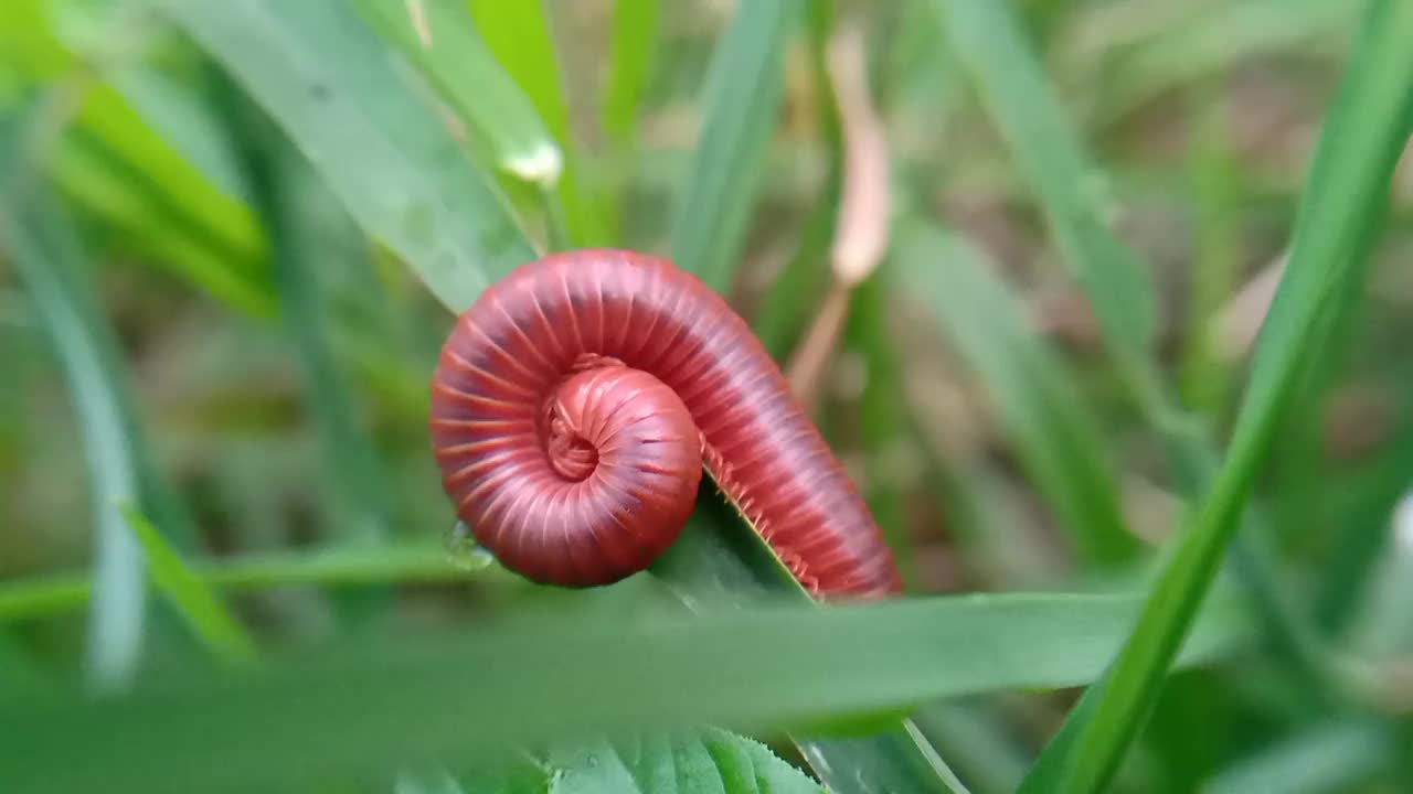 红千足虫在草叶上视频素材