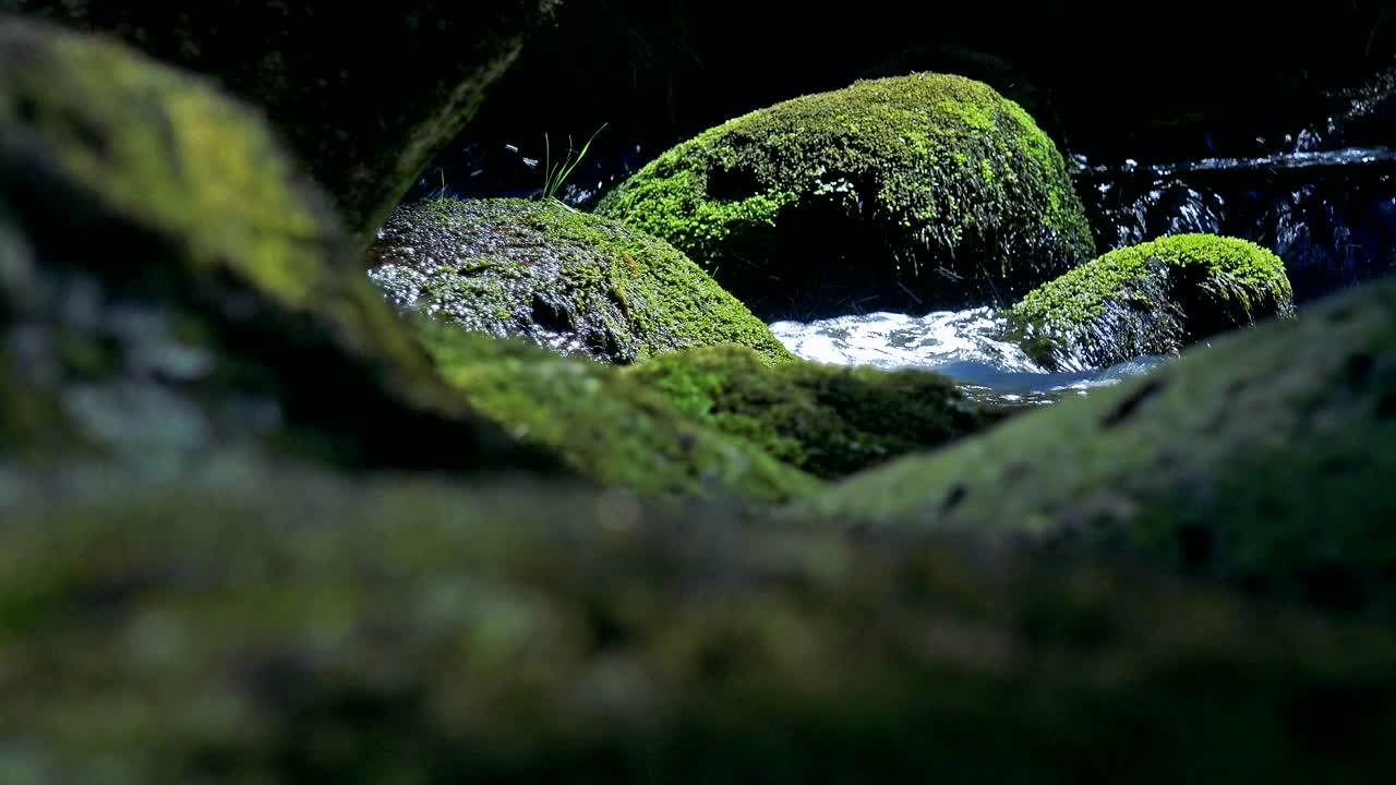 森林中石头之间的河流的特写视频素材