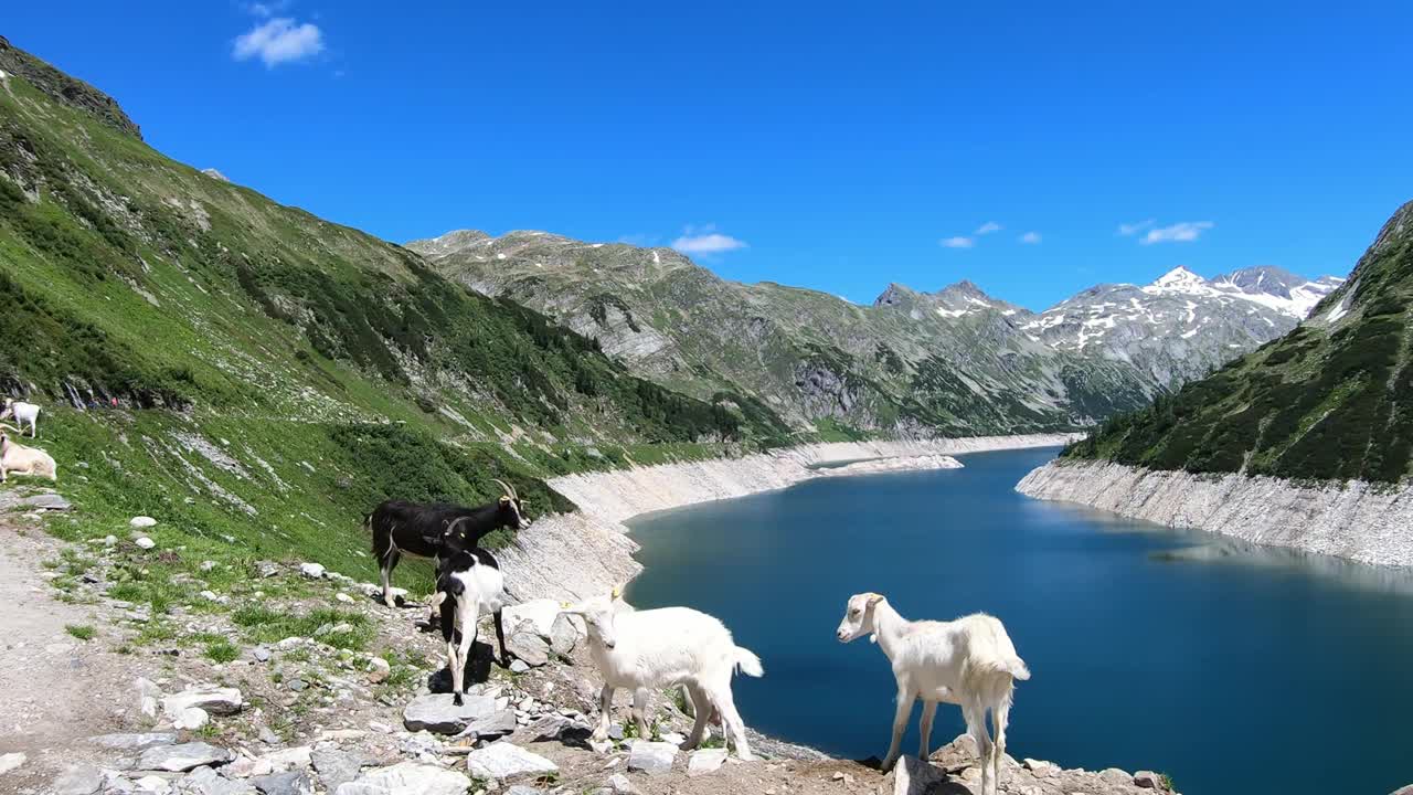 几只山羊在奥地利卡林西亚Koelnbrein大坝的人工湖岸边玩耍。大坝被高山积雪覆盖的山峰包围着。这个湖是深蓝色的。自然能源视频素材