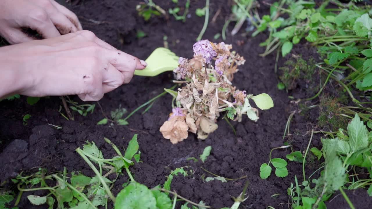 女性的手近距离用小耙子松地周围种上了花视频素材