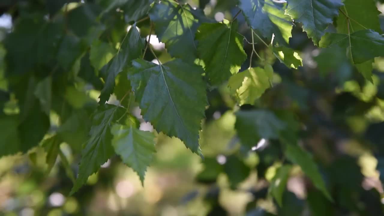 绿色的自然背景。茂盛的绿叶在风中摇曳。在阳光明媚的日子里，一棵正在生长的树的绿叶在风中摇摆。美丽的圆的散景。抽象慢动作镜头视频素材