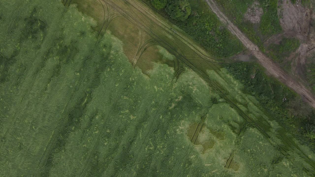 在暴风雨和冰雹后堆积的谷物。成熟的黑麦。受到恶劣天气的影响。无人机在庄稼上空盘旋。航空摄影视频素材