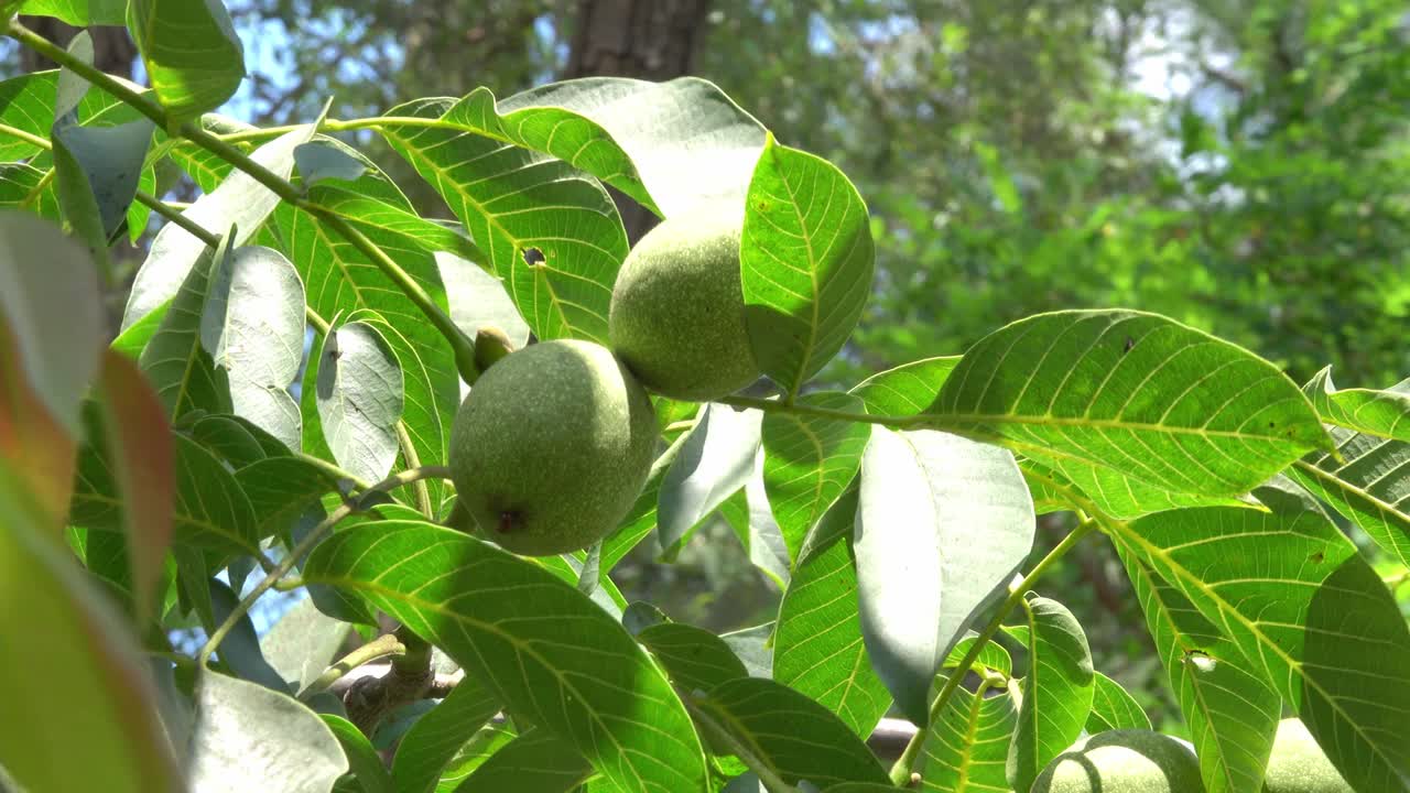 胡桃树果实视频素材