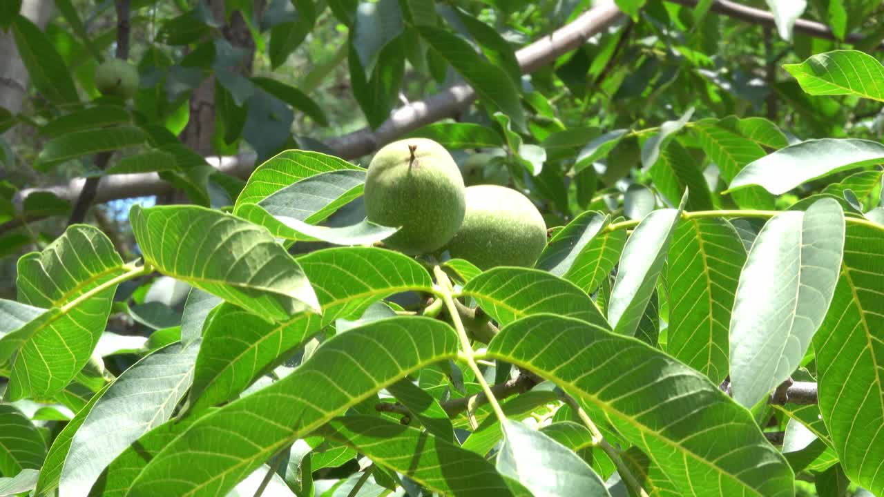 胡桃树果实视频素材