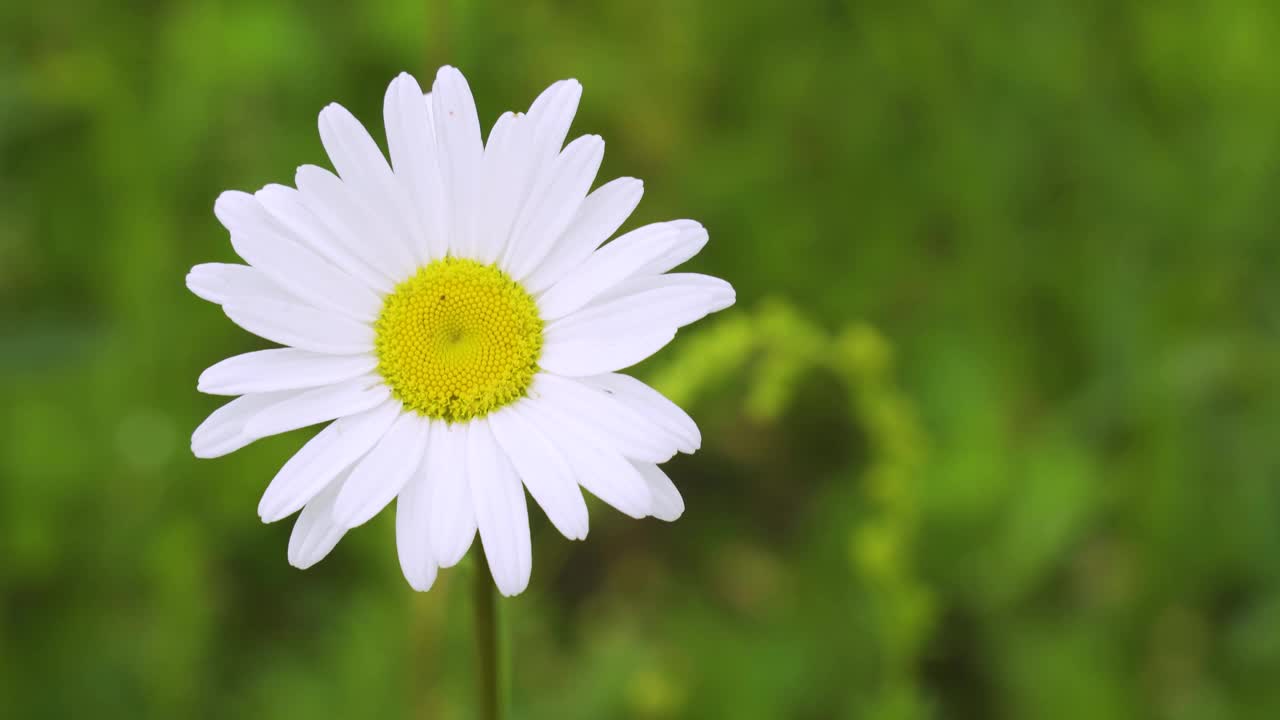 一个野生洋甘菊花的特写，在一个模糊的背景盛开的雏菊在草地上。视频素材