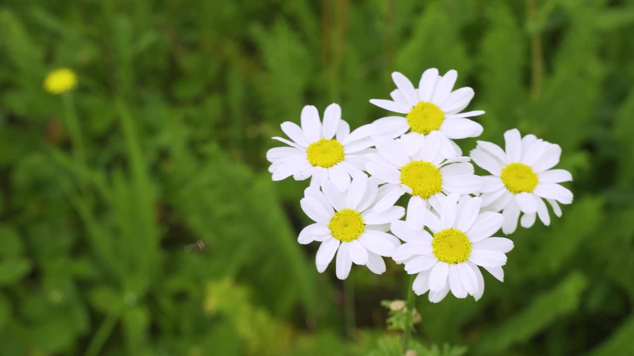 一个野生洋甘菊花的特写，在一个模糊的背景盛开的雏菊在草地上。视频素材