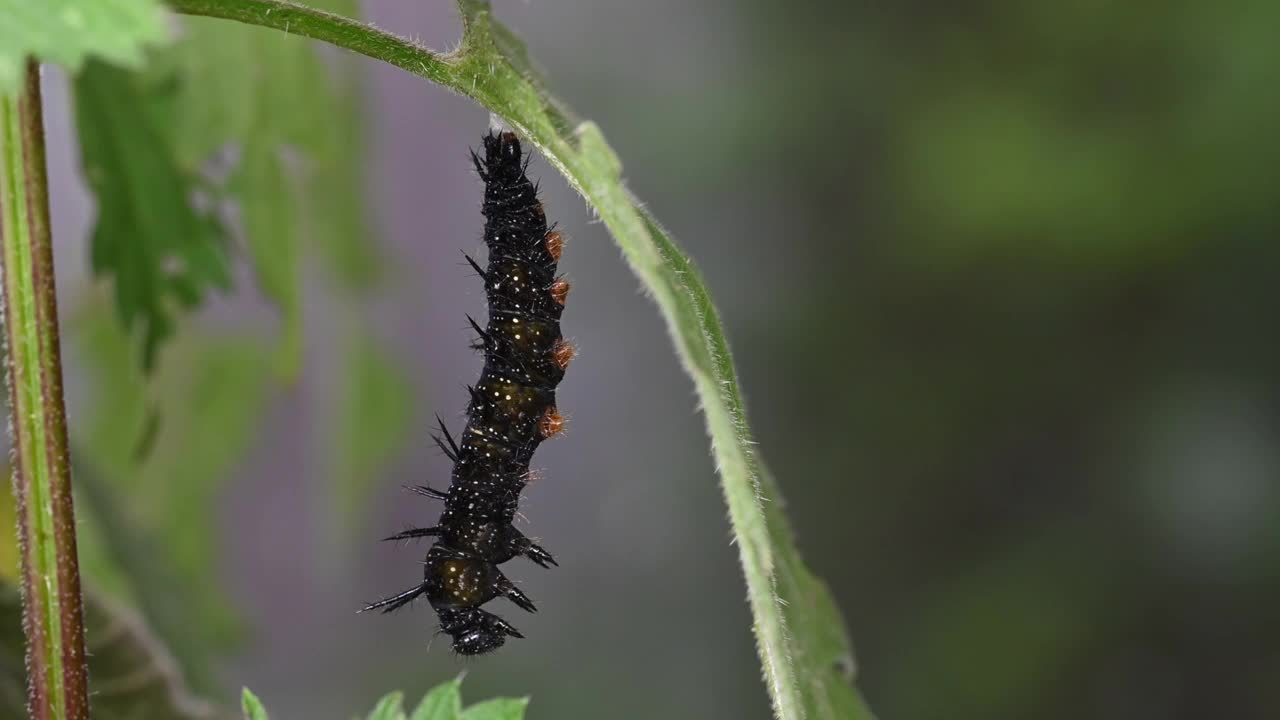 孔雀毛虫蜕下最后一层皮肤露出蛹视频素材