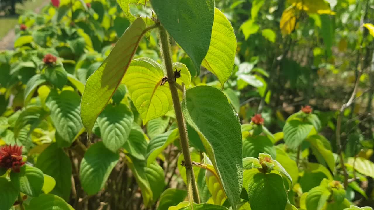 美丽的绿色树木和植物在花园里视频素材