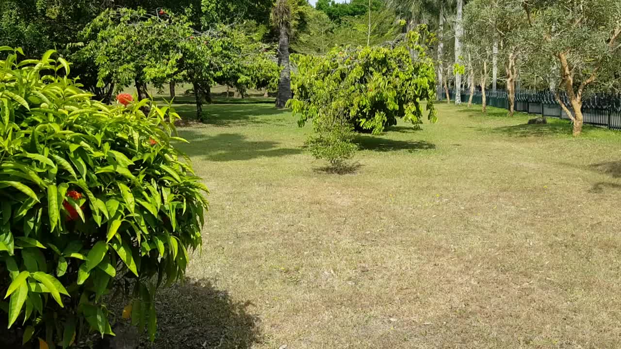 美丽的绿色树木和植物在花园里视频素材