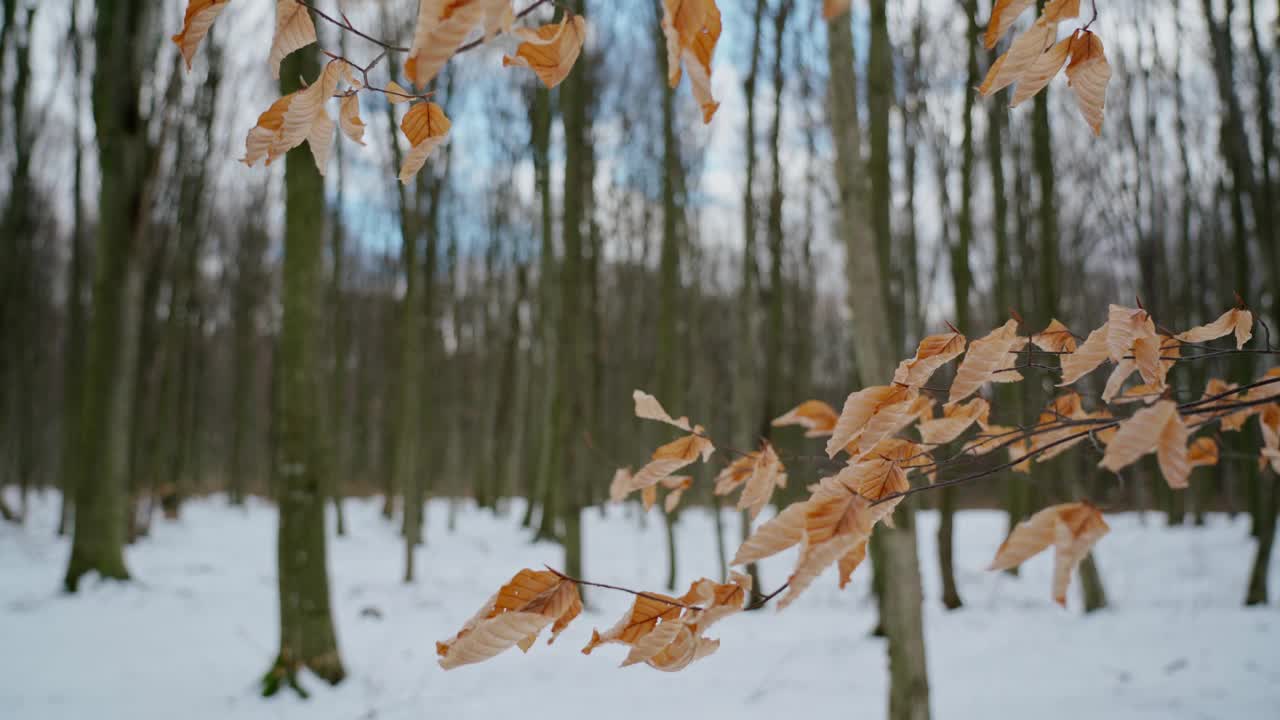 浪漫的冬天，森林的景色，树枝和黄叶，映衬着树木和蓝天的背景。在平滑的运动。植物的阴谋。视频素材