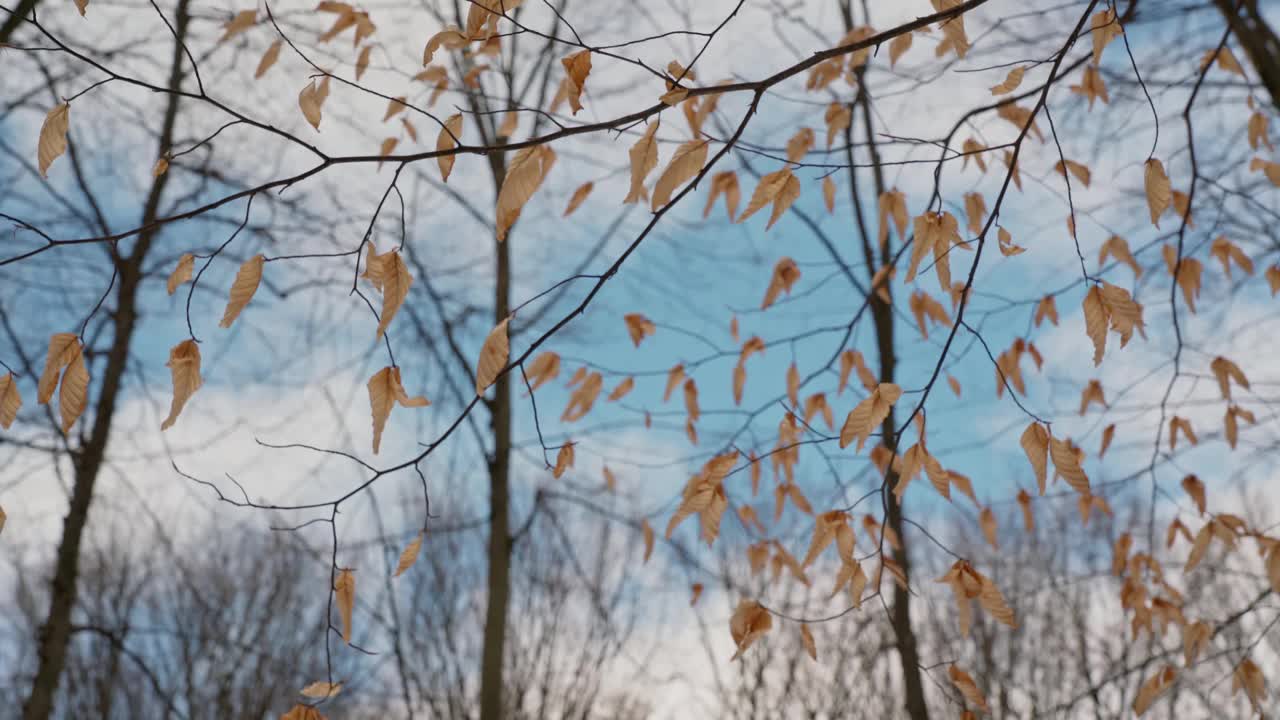 浪漫自然的样子，树枝和黄叶，映衬着森林和蓝天的背景。在平滑的运动。植物的阴谋。视频素材