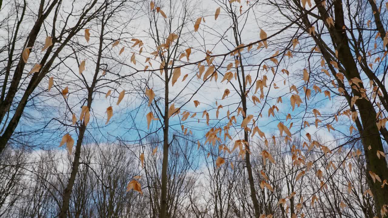 浪漫自然的样子，树枝和黄叶，映衬着森林和蓝天的背景。在平滑的运动。植物的阴谋。视频素材