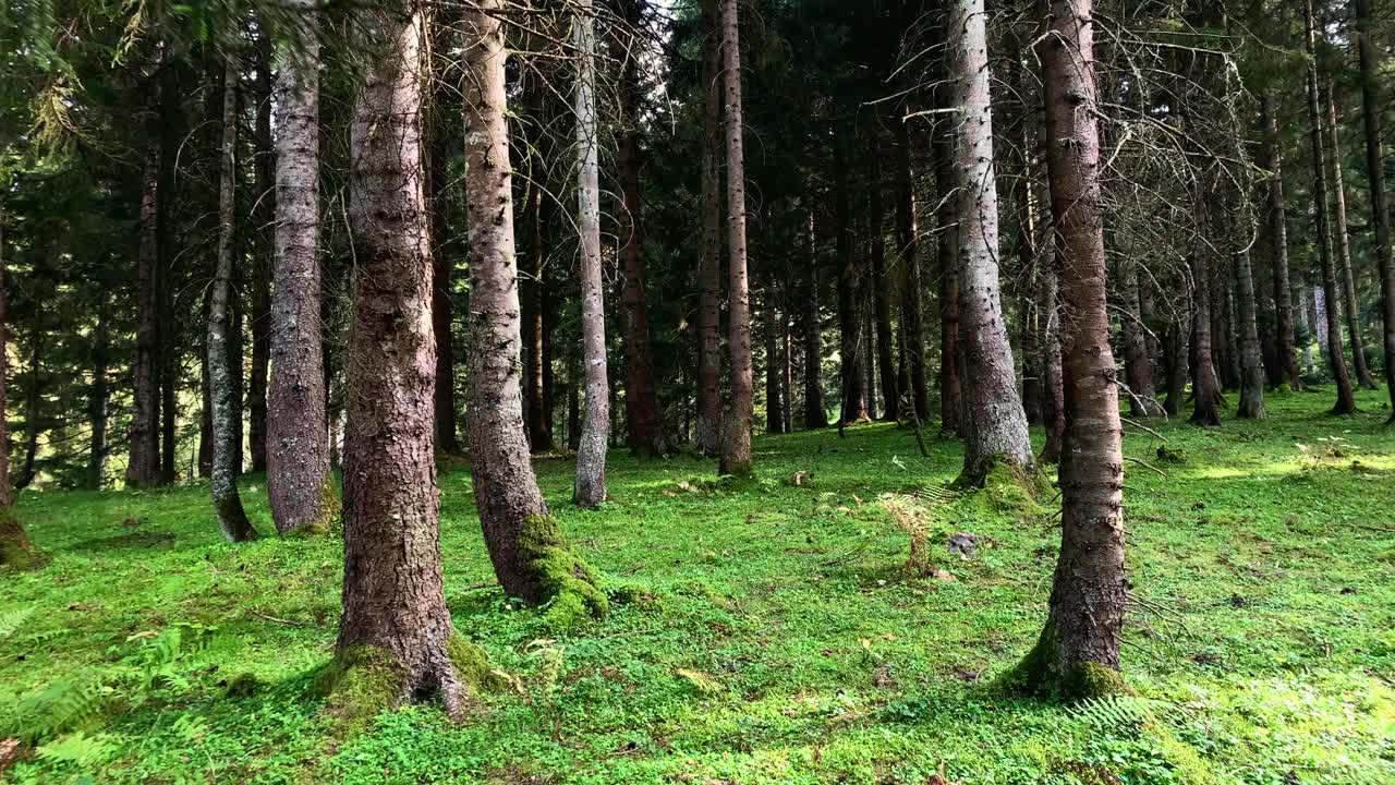 土耳其黑海地区特拉布宗市托尼亚区一个名为“Kadiralak”的山村(高原)附近的野生植物和松树。视频素材