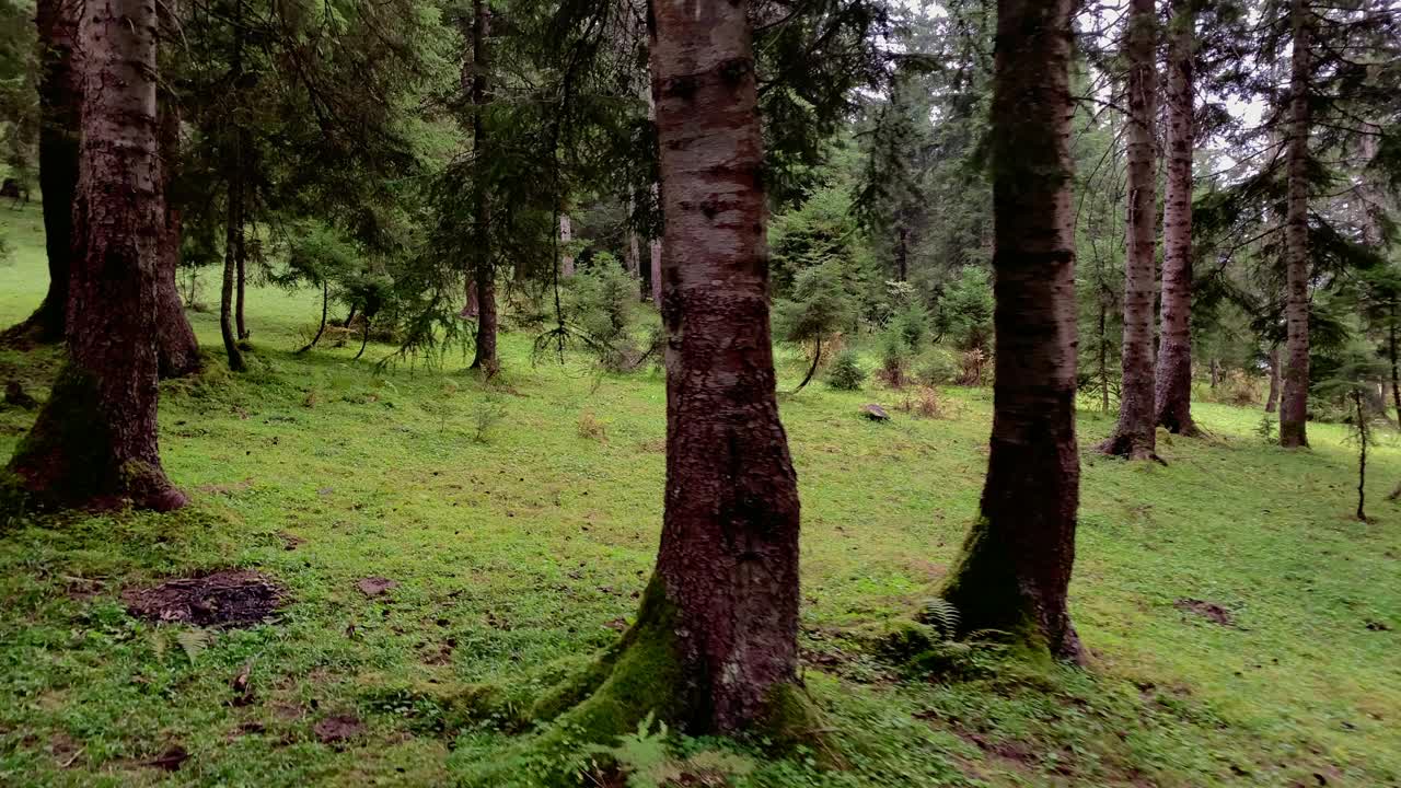 土耳其黑海地区特拉布宗市托尼亚区一个名为“Kadiralak”的山村(高原)附近的野生植物和松树。视频素材