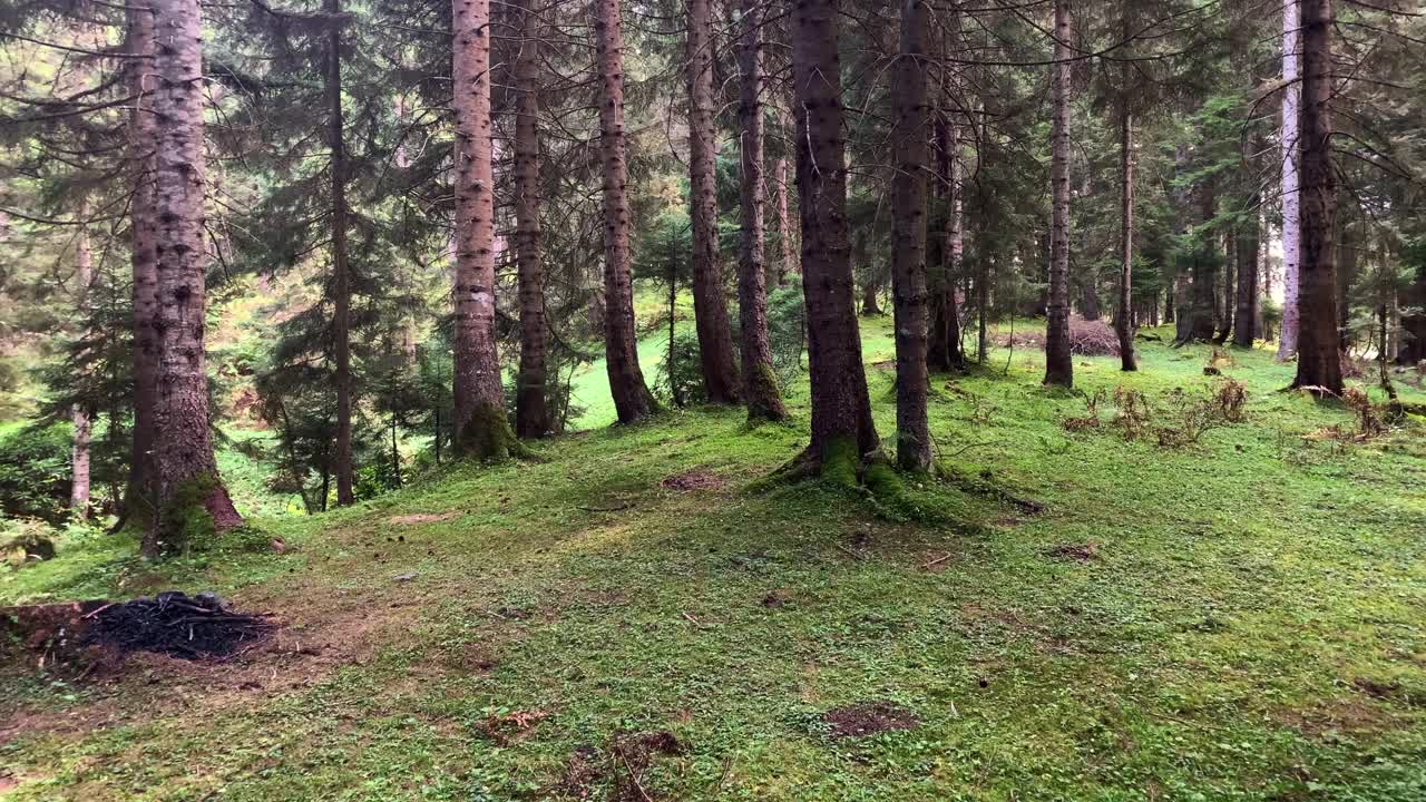 土耳其黑海地区特拉布宗市托尼亚区一个名为“Kadiralak”的山村(高原)附近的野生植物和松树。视频素材