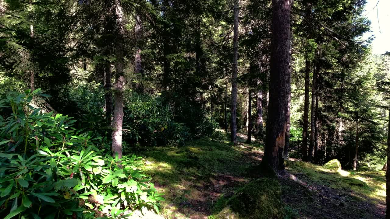 在土耳其黑海地区(东北部)特拉布宗市的一座高山上拍摄的野生植物和松树。美丽的自然景色在阳光明媚的日子。视频素材