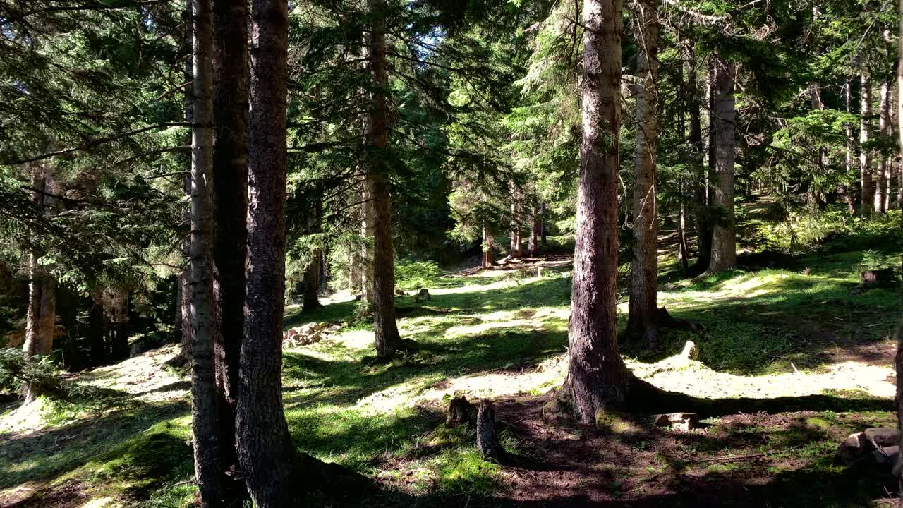 在土耳其黑海地区(东北部)特拉布宗市的一座高山上拍摄的野生植物和松树。美丽的自然景色在阳光明媚的日子。视频素材