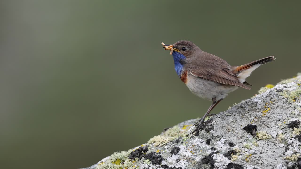 蓝喉鱼(Luscinia svecica)在岩石山上寻找食物视频下载